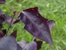 oblata_oblata_2008_AA_JA3_1