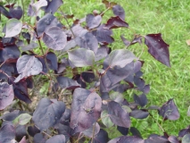 oblata_oblata_2008_AA_JA3_2