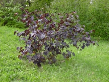 oblata_oblata_2008_AA_JA3_3