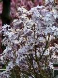 oblata_oblata_20210427_BLBG_MLD_3