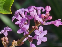 oblata_oblata_20230413_MLD_MLD_1