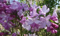 oblata_oblata_Giraldii_20200511_DA_MLD_1
