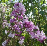 oblata_oblata_Giraldii_20200511_DA_MLD_3