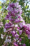 oblata_oblata_Giraldii_20200511_DA_MLD_4