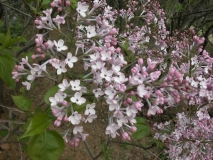 oblata_oblata_IBCAS_CUI