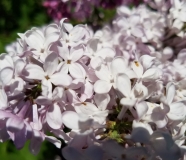 oblata_oblata_giraldii_20170501_DA_MLD_1
