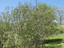 oblata_oblata_giraldii_20180501_MAA_MLD_2
