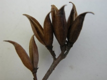 oblata_oblata_giraldii_IBCAS_CUI_1