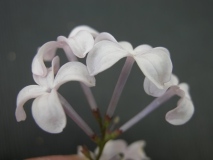 oblata_oblata_giraldii_IBCAS_CUI_2
