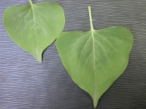 oblata_oblata_giraldii_IBCAS_CUI_3