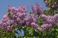oblata_oblata_giraldii_ZB_1