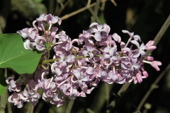 oblata_oblata_giraldii_ZB_2