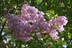 oblata_oblata_giraldii_ZB_3