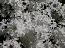 oblata_oblata_var._albaIBCAS_CUI