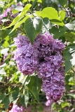 Obmanshchitsa_MSU_TP_1