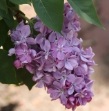 Obmanshchitsa_MSU_TP_2
