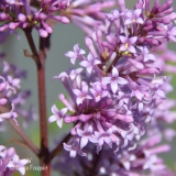 Odensala_201906_LM_CF