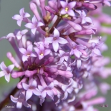 Odensala_2019_LM_CF