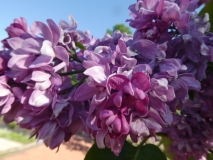 Ogni_Donbassa_20180521_LMSU_MLD_4