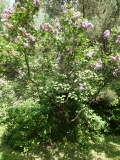 Ogni_Donbassa_20180523_RAS_MLD_3