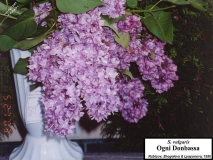 Ogni_Donbassa_LNT_LNT