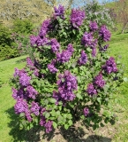 Old_Glory_20220513_HP_MLD