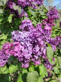 Old_Glory_20220513_HP_MLD_2