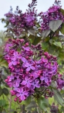 Old_Glory_20220524_MN_KA