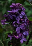 Old_Glory_20240419_MLD_MLD
