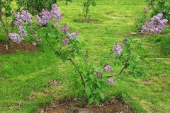 Old_Rose_ZB_1