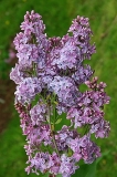 Old_Rose_ZB_2