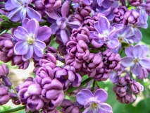 Oleg_201405_AK_OD_1