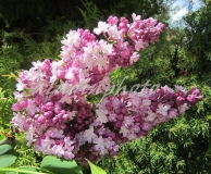 Olga_Berggholz_2019_Russia_OA_3