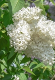 Olga_201405_AK_OD_1