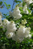 Olga_201405_AK_OD_2