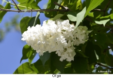 Olga_2024_Russia_SB
