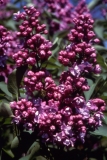 Olive_May_Cummings_2006_RBG_CG_2