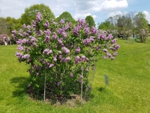 Olive_May_Cummings_20170523_RBG_MLD_1