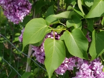Olive_May_Cummings_20170523_RBG_MLD_2
