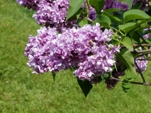 Olive_May_Cummings_20170523_RBG_MLD_3