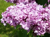 Olive_May_Cummings_20170523_RBG_MLD_4