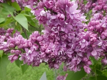 Olive_May_Cummings_201906_RBG_MLD