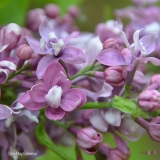 Olive_May_Cummings_2019_LM_CF