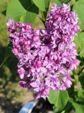 Olive_May_Cummings_20220528_KA_MLD