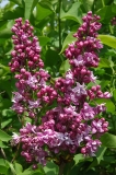 Olive_May_Cummings_ZB_2