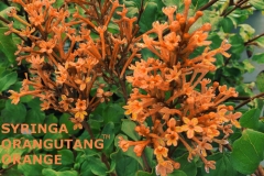 Orangutang