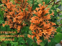 ORANGUTANG®_201905_JCR_FV__LH