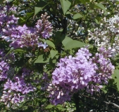 Orchid_Beauty_2003_HP_MM__DM_2