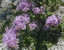 Orchid_Beauty_2003_HP_MM__DM_3