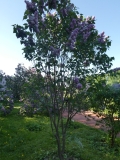 Ostankino_20180521_LMSU_MLD_1
